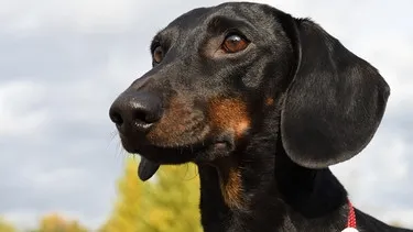 Ein Dackel blickt aufmerksam. Seine Fähigkeit, auf Augenkontakt zu reagieren, ist ein Schlüssel zur Mensch-Hund-Bindung und unterstreicht die Eignung des Hundes als Haustier.