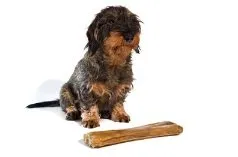 Ein Dackel knabbert an einem Knochen, stellvertretend für natürliche Kauerlebnisse in der Hundeernährung