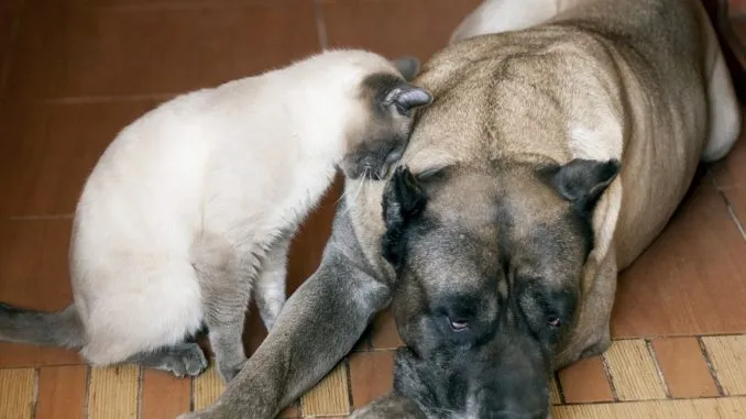 Ein Dogo Canario steht aufmerksam auf einer Wiese