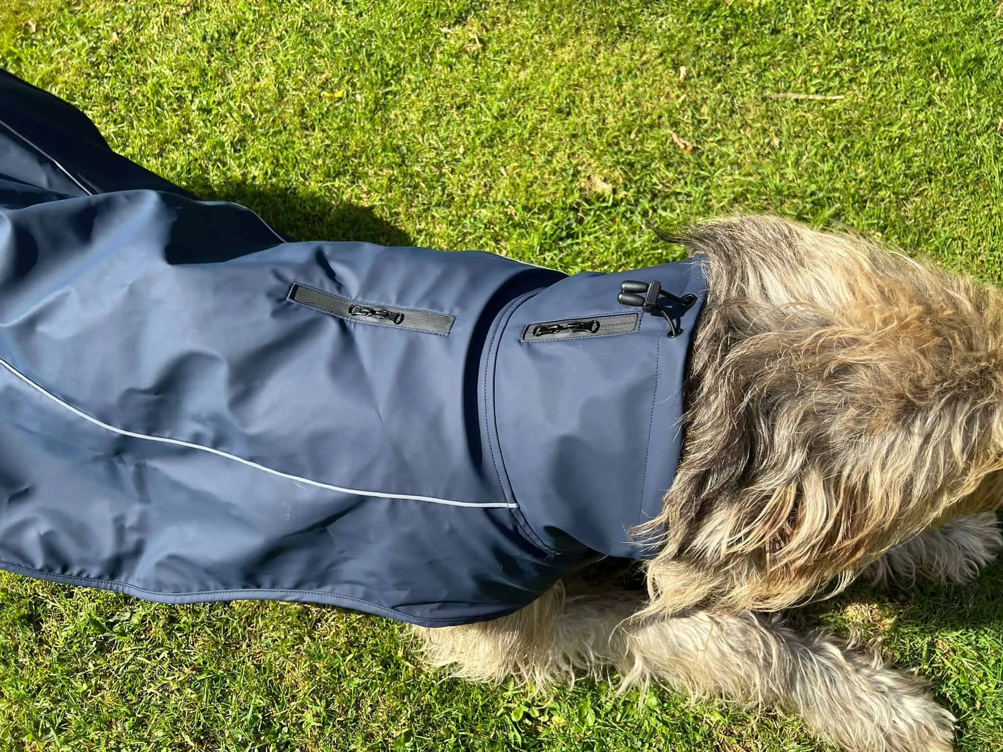 Ein dunkelbrauner Hund mit einem Trixie Husum Regenmantel steht auf dem Gras, der Mantel bedeckt den Großteil seines Körpers.