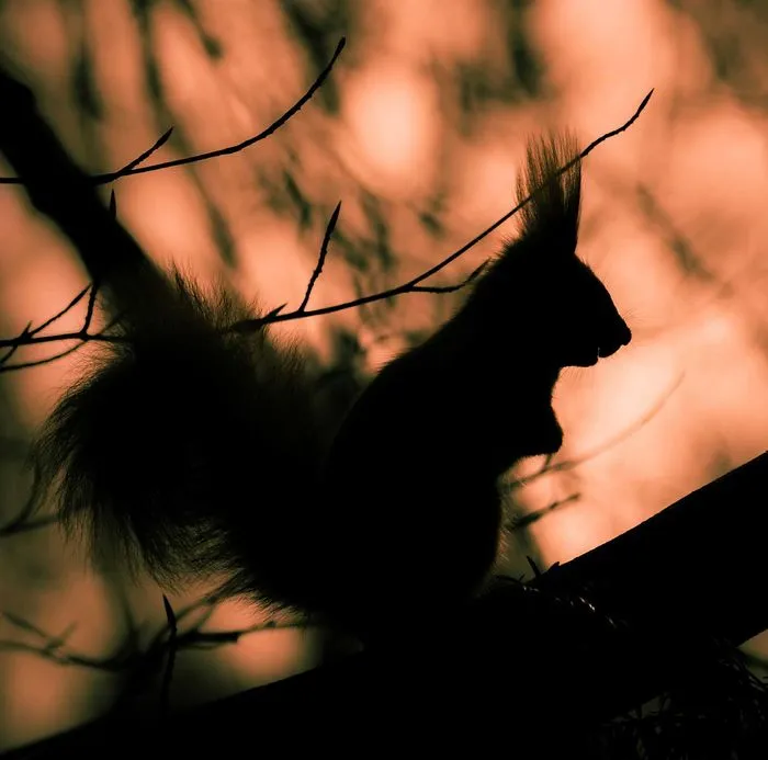 Ein Eichhörnchen auf dem Tempelhofer Feld