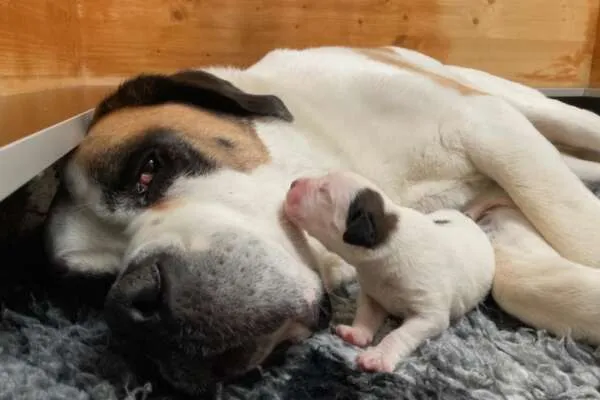 Ein einzelner Bernhardiner Welpe liegt friedlich schlafend