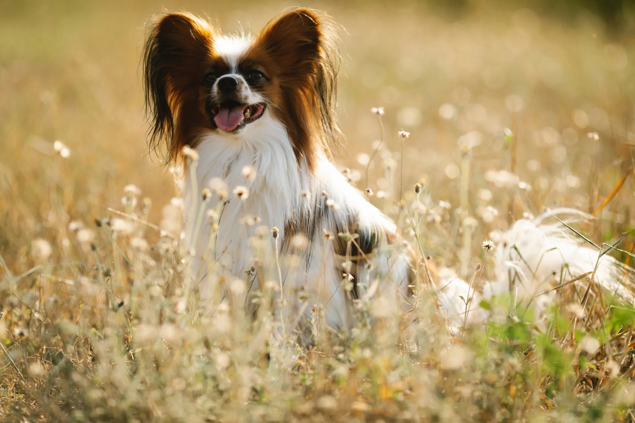 Ein eleganter Kontinentaler Zwergspaniel (Papillon) mit großen Ohren, ein kleiner süßer Begleiter, der im Winter einen Mantel braucht.