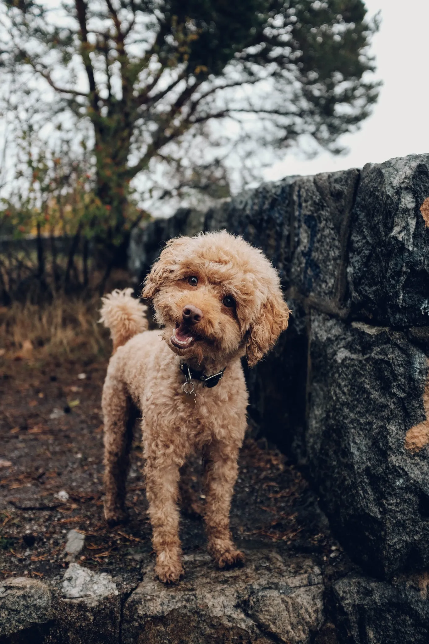 Ein eleganter Zwergpudel mit lockigem, nicht haarendem Fell, ein kleiner süßer und hochintelligenter Hund, der geistige Beschäftigung liebt.
