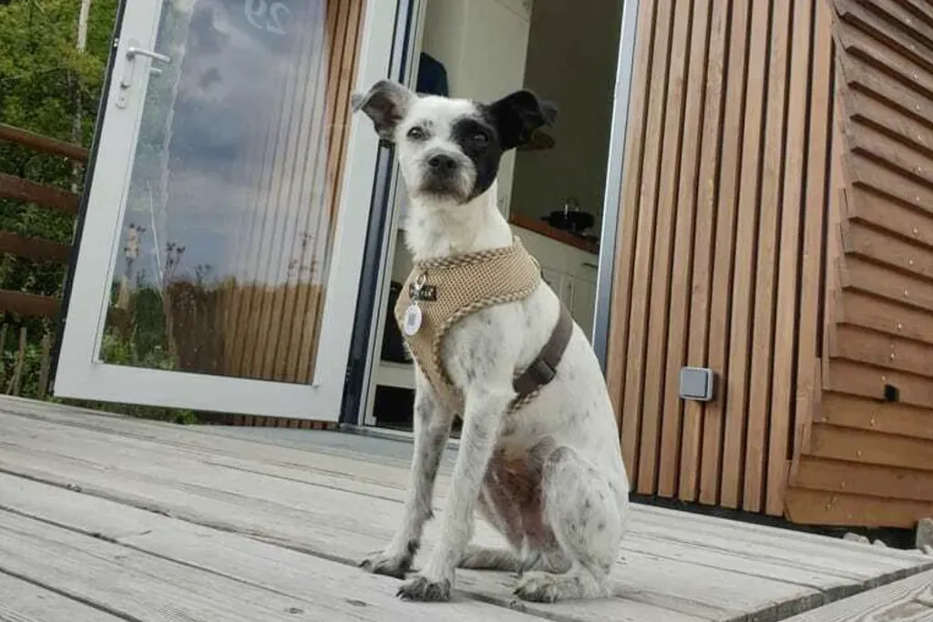 Ein entspannter Hund liegt auf der Terrasse eines Holzhäuschens im Glamping Resort Bliesgau, das perfekt für einen Urlaub mit Hund im Saarland ist.