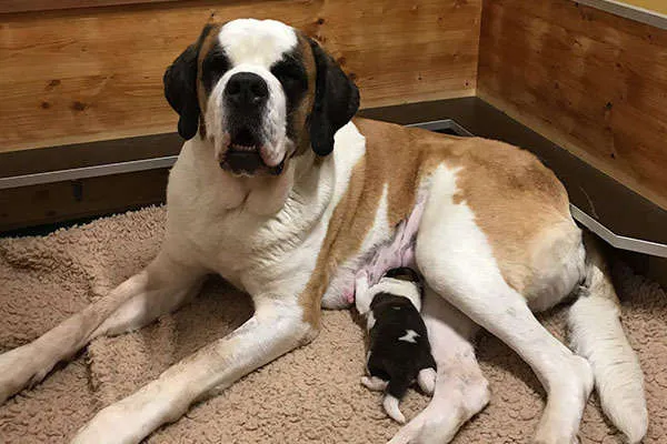 Ein erwachsener Bernhardiner steht vor einem Gebäude.