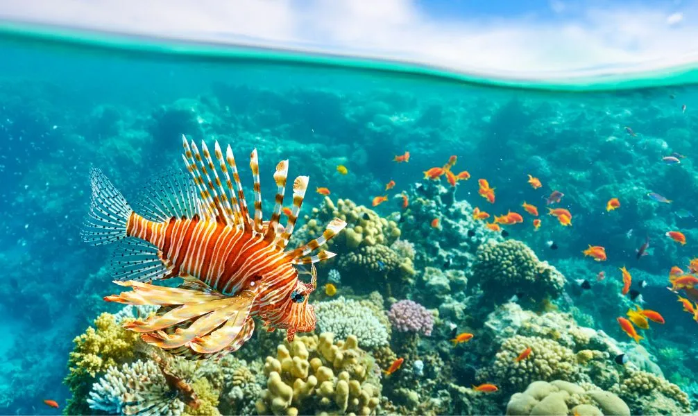 Ein farbenfrohes Korallenriff im Roten Meer, Ägypten