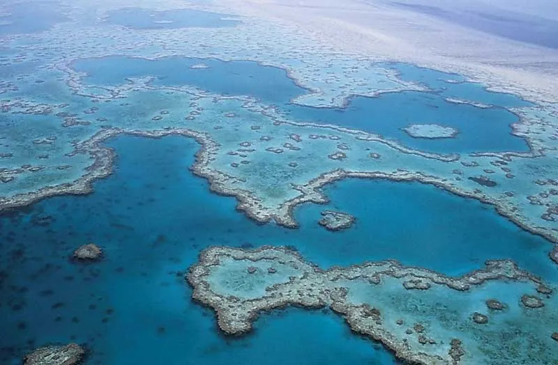 Ein farbenprächtiges Korallenriff im Great Barrier Reef in Australien mit vielfältigem Meeresleben