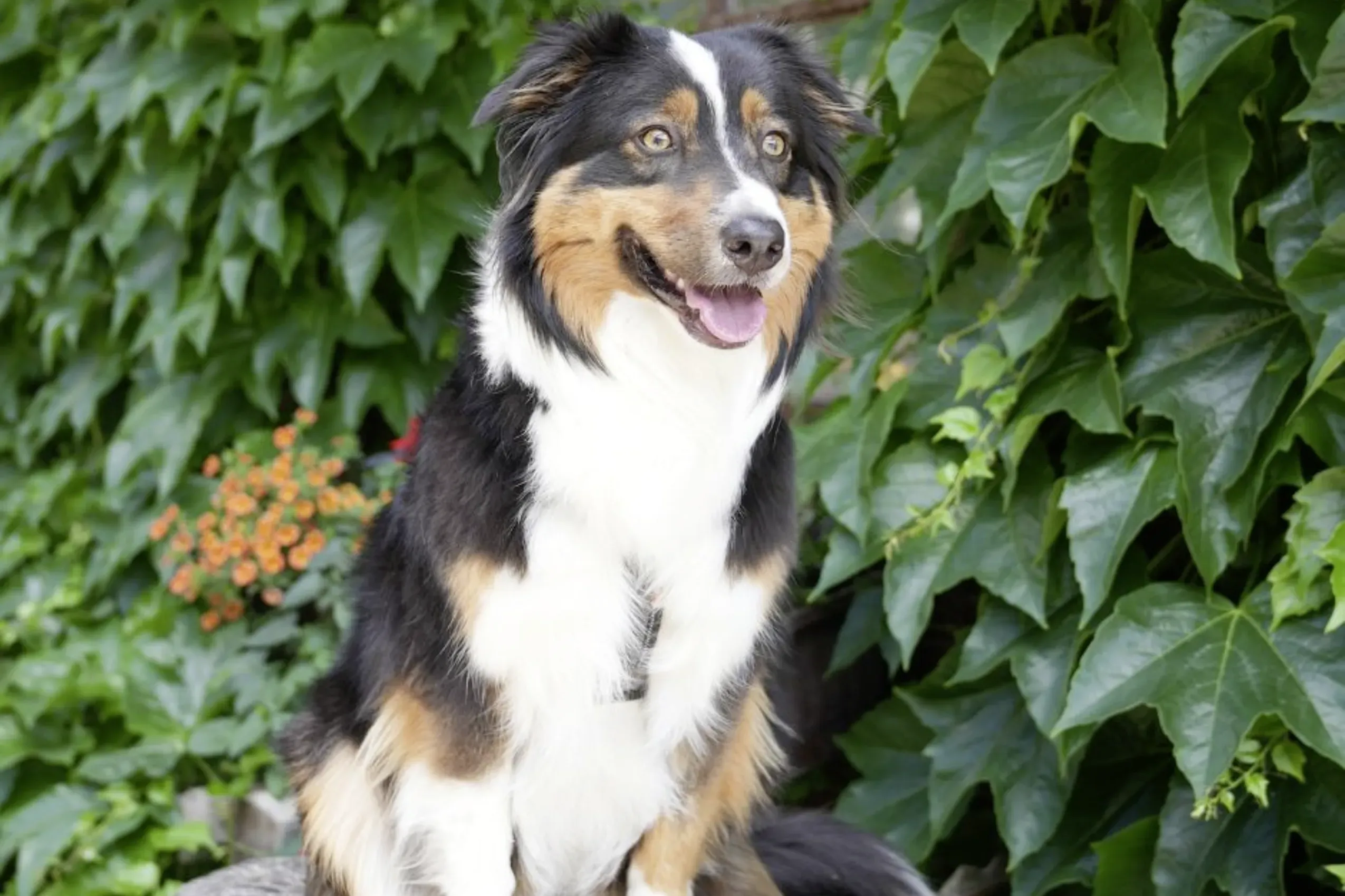 Ein freundlicher, hechelnder Hund blickt direkt in die Kamera, ein Ausdruck der Hundefreundlichkeit im Wald- &amp; Schlosshotel Friedrichsruhe.