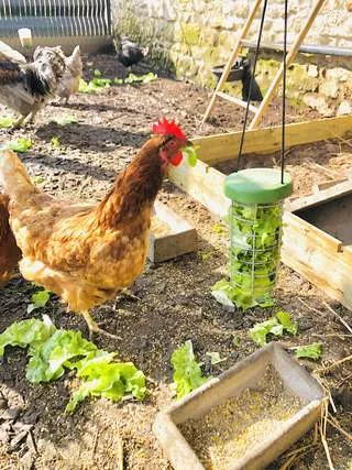 Ein Futterspender gefüllt mit Salat und Gemüse für kleine Nagetiere, zeigt geeignete vegane Ernährung