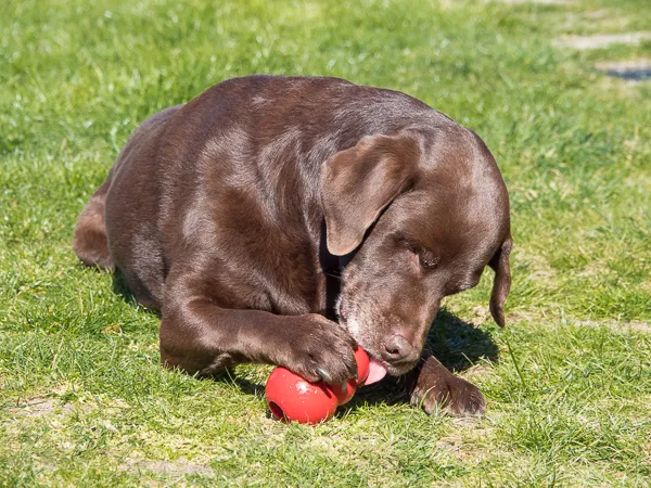 Ein gefüllter Kong Hundespielzeug auf einem Holztisch, umgeben von Zutaten, die zu den Rezepten passen