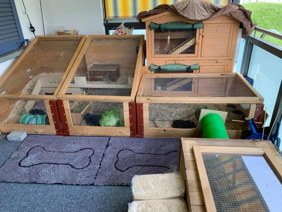 Ein gesichertes Balkongehege für Meerschweinchen