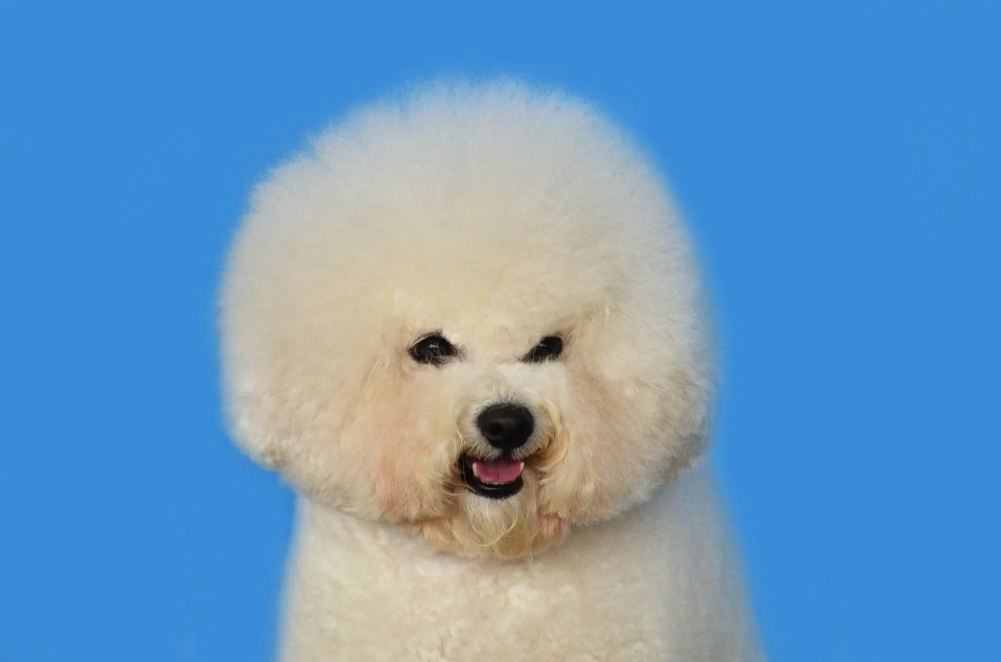Ein glücklicher Bichon Frisé mit lockigem, weißem Fell, der kaum haart und als kleiner süßer Familienhund beliebt ist.