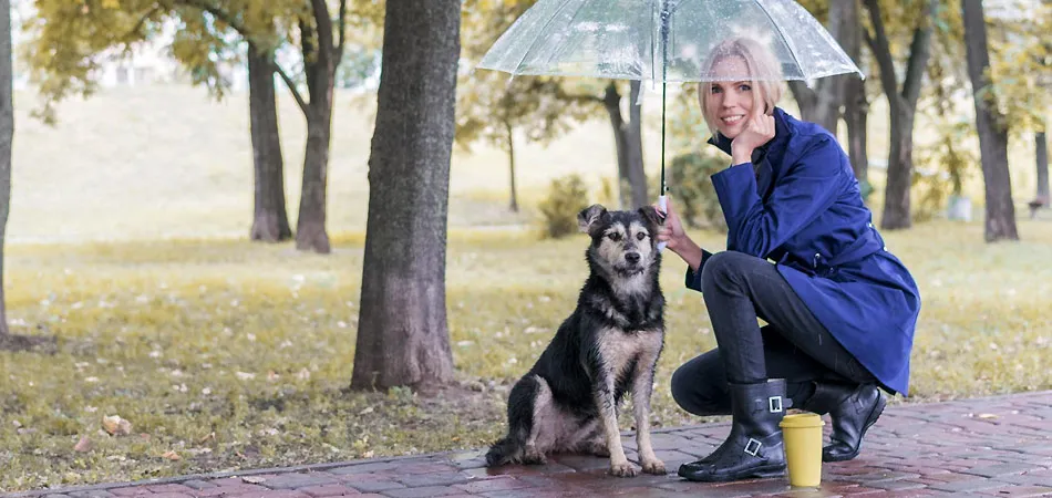 Ein glücklicher Familienhund genießt einen Spaziergang im Regen, exemplarisch für die täglichen Bedürfnisse eines Haustieres.