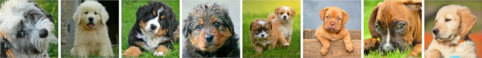 Ein glücklicher Golden Retriever und ein Kind spielen im Herbstwald, symbolisierend die enge Bindung zwischen Mensch und Hund