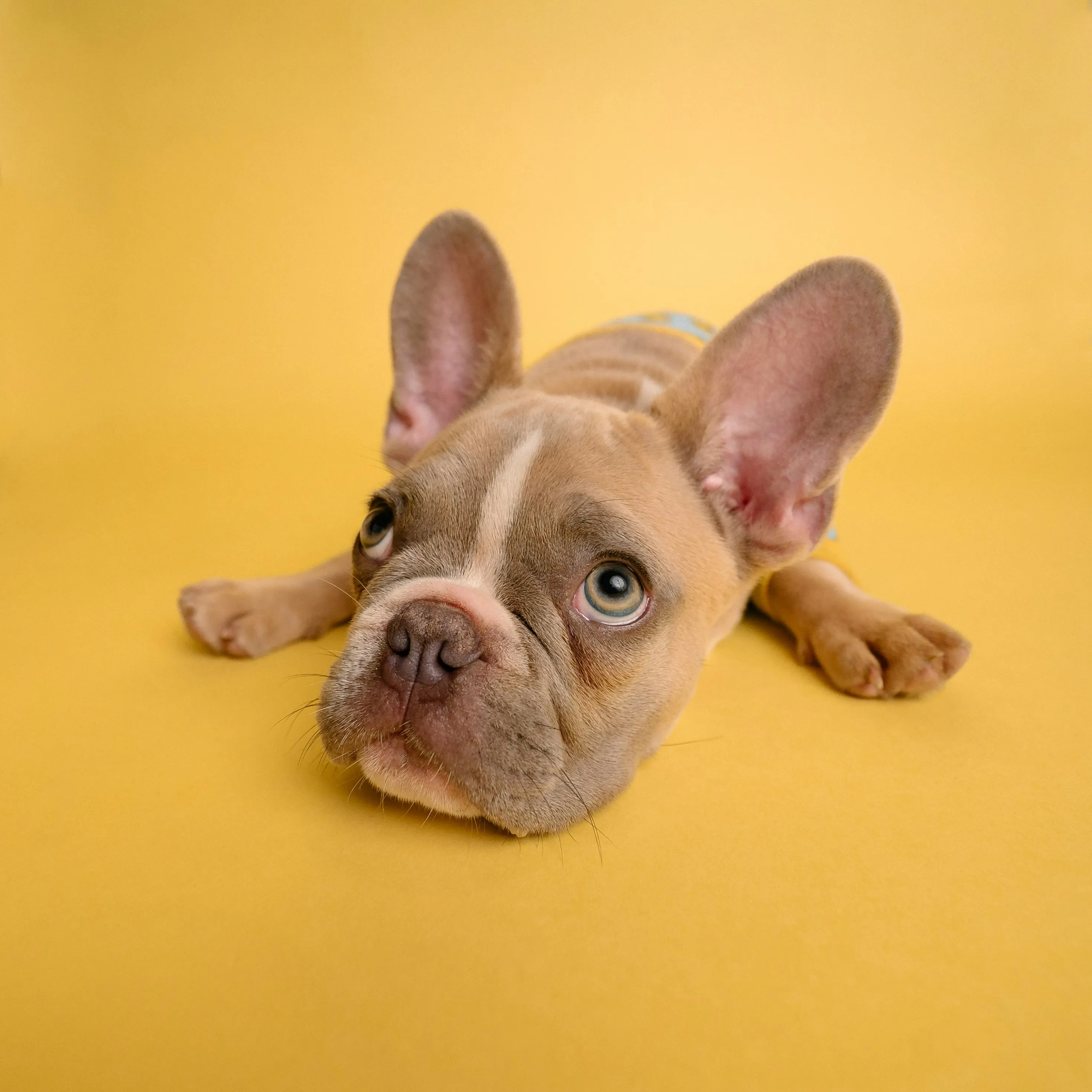 Ein glücklicher Hund im Freien