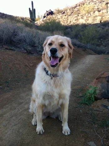 Ein Golden Retriever Kurzhaar sitzt auf einer grünen Wiese
