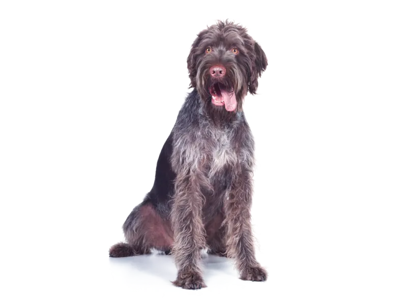 Ein großer, zotteliger Hund sitzt aufrecht, hechelt und schaut fröhlich auf weißem Hintergrund.