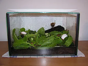 Ein gut ausgestattetes Terrarium für erwachsene Schnecken