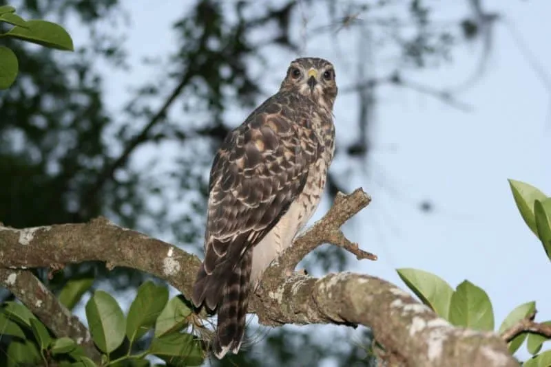 Ein Habicht fliegt über einem Gewässer