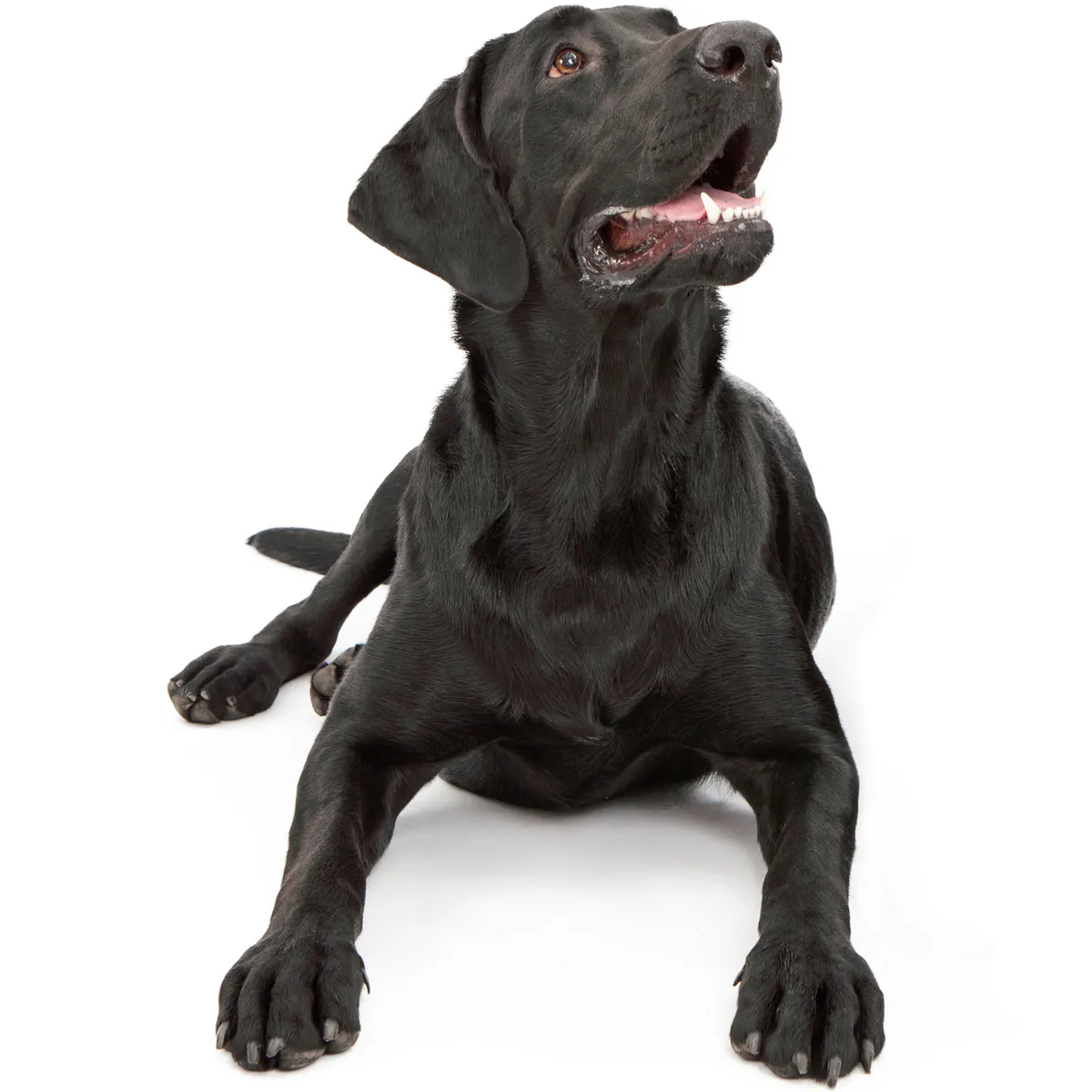 Ein Hund, der erwartungsvoll auf sein Futter wartet.