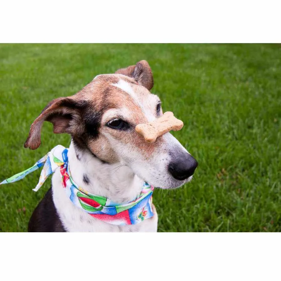 Ein Hund erhält ein Leckerli als Belohnung für einen erfolgreich ausgeführten Trick.