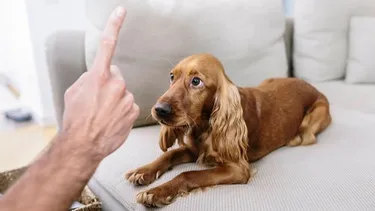Ein Hund hört aufmerksam auf ein Kommando seines Besitzers. Langsames Sprechen verbessert die Kommunikation und das Verständnis des Hundes als Haustier.
