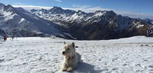 Ein Hund im Schnee, der die Vitalität und Bewegungsfreude gesunder Hunde symbolisiert