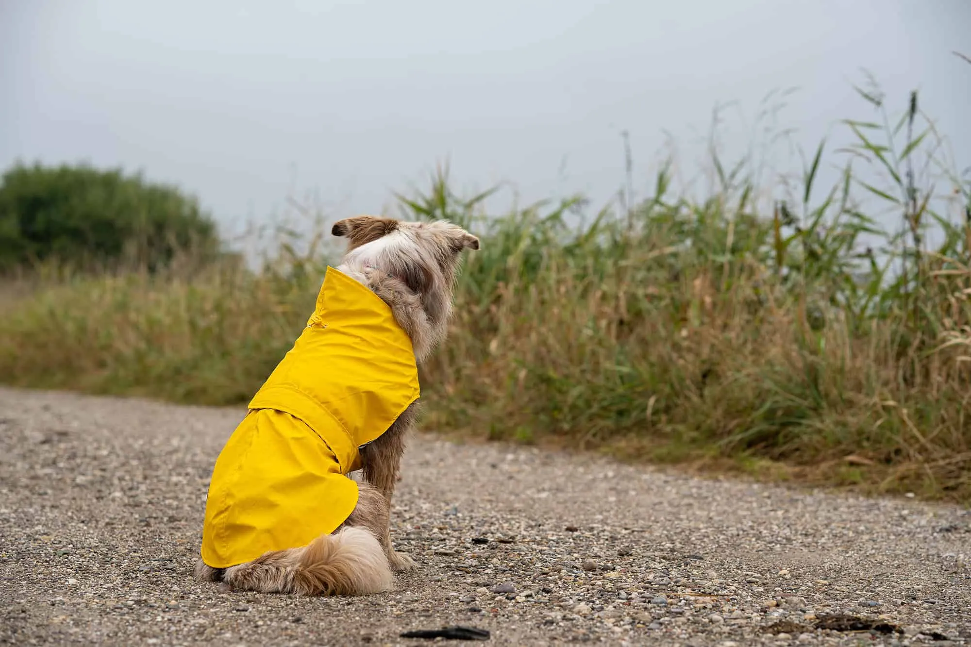 Ein Hund in einem gelben Hunter Milford Regenmantel, der mit einem Klettverschluss auf dem Rücken geschlossen wird und einen Gummizug am Hals hat.