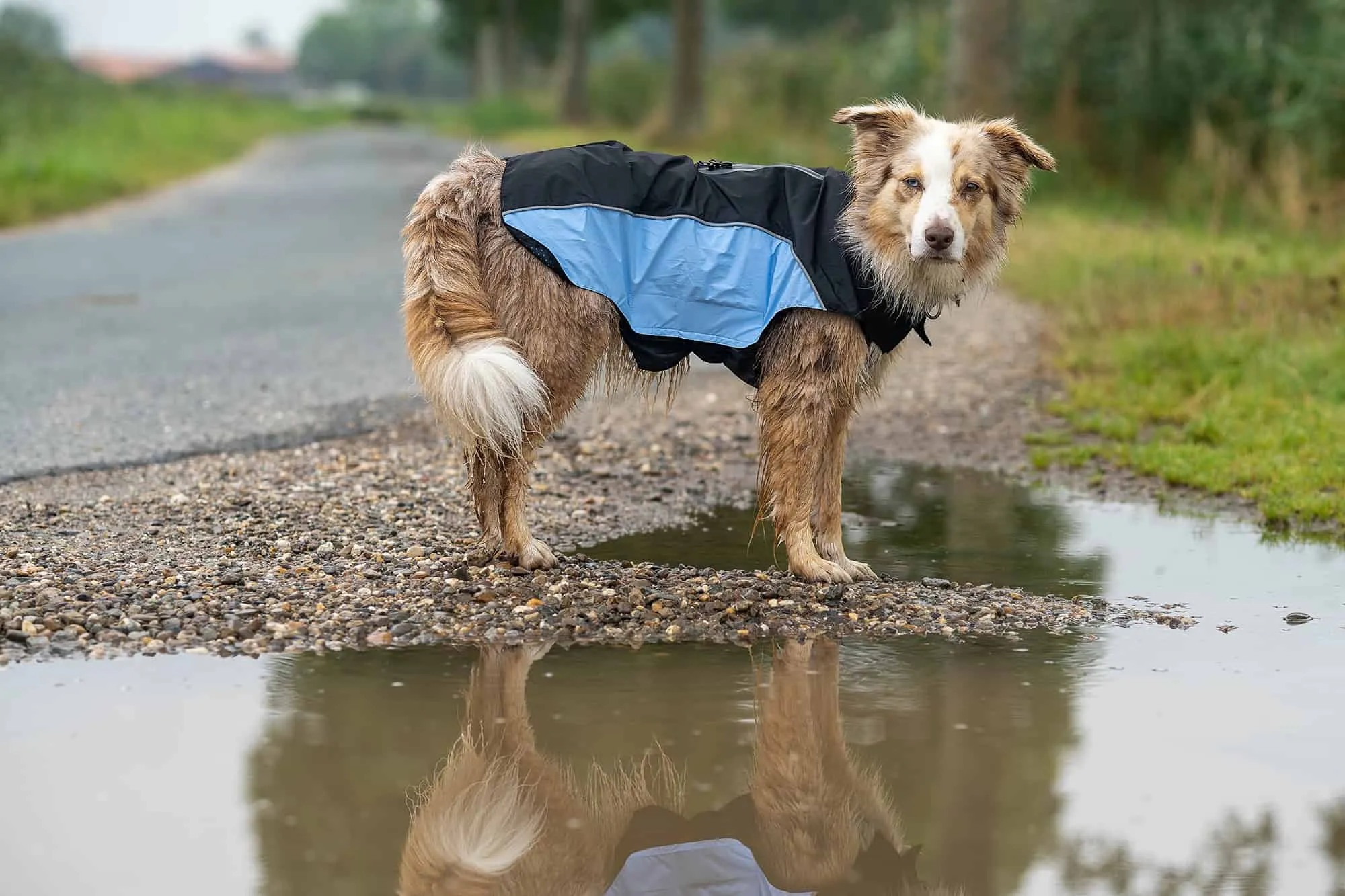 Ein Hund in einem zweifarbigen Regenmantel von Wolters Cat &amp; Dog steht draußen im Regen. Der Mantel ist dunkelgrau mit blauen Akzenten und Reflektoren.