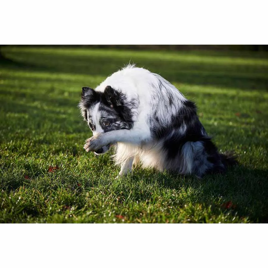 Ein Hund legt seine Pfote auf die Nase, als ob er sich schämt, ein klassischer Hundetrick.
