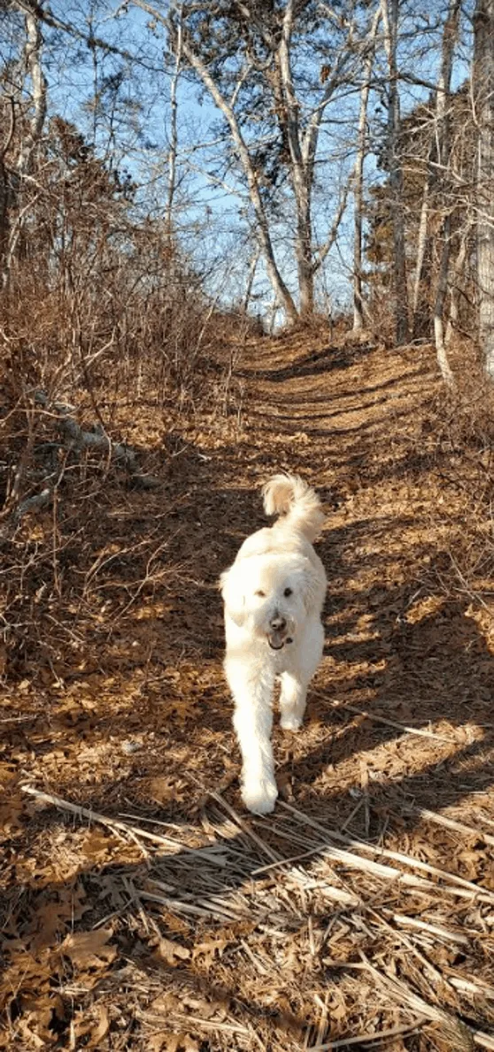 Ein Hund liegt am Ufer eines Gewässers