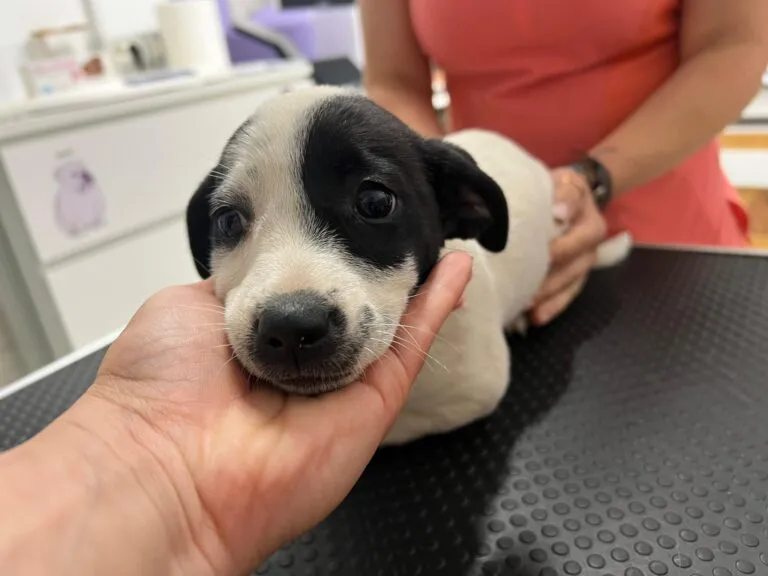 Ein Hund mit einem roten Halsband