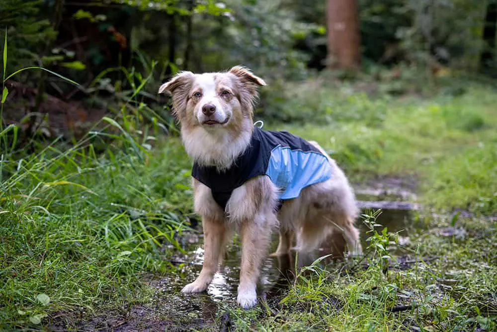 Ein Hund mit einem wasserdichten Regenmantel von Wolters steht bei leichtem Regen draußen und blickt zur Seite. Der Mantel ist grau und schützt den Großteil des Körpers vor Nässe.