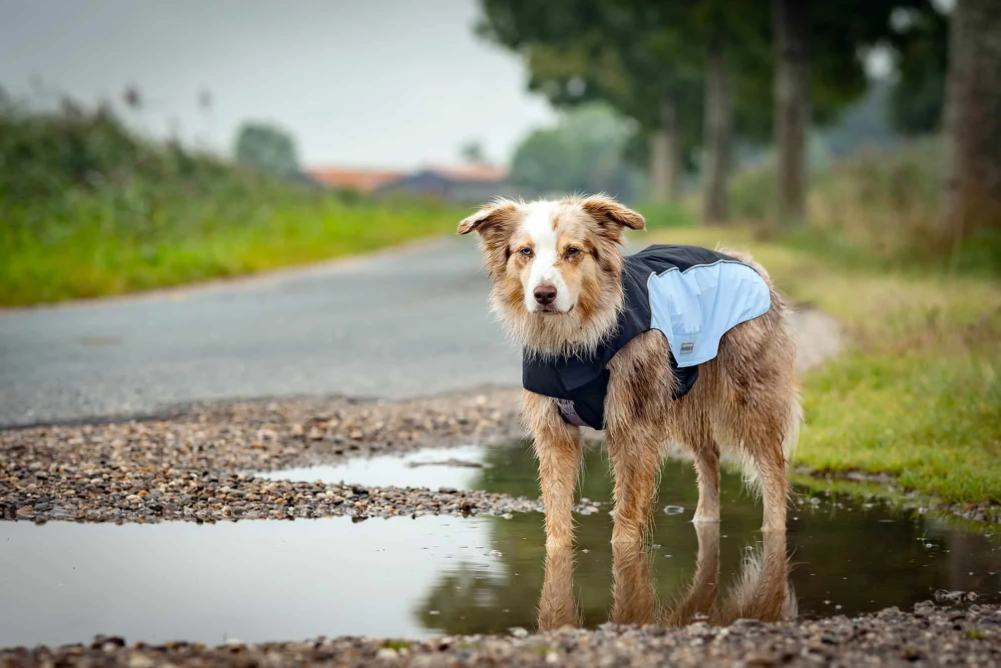 Ein Hund mit einem Wolters Regenmantel in Blau und Schwarz steht auf einem Waldweg. Der Mantel bedeckt den Großteil des Rückens und der Brust.