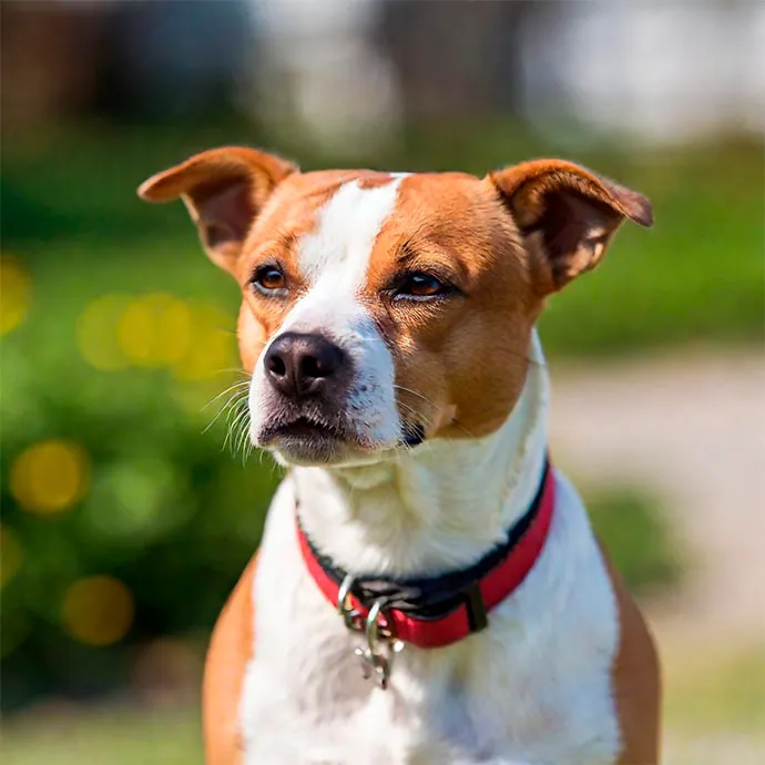 Ein Hund mit einer Halskrause