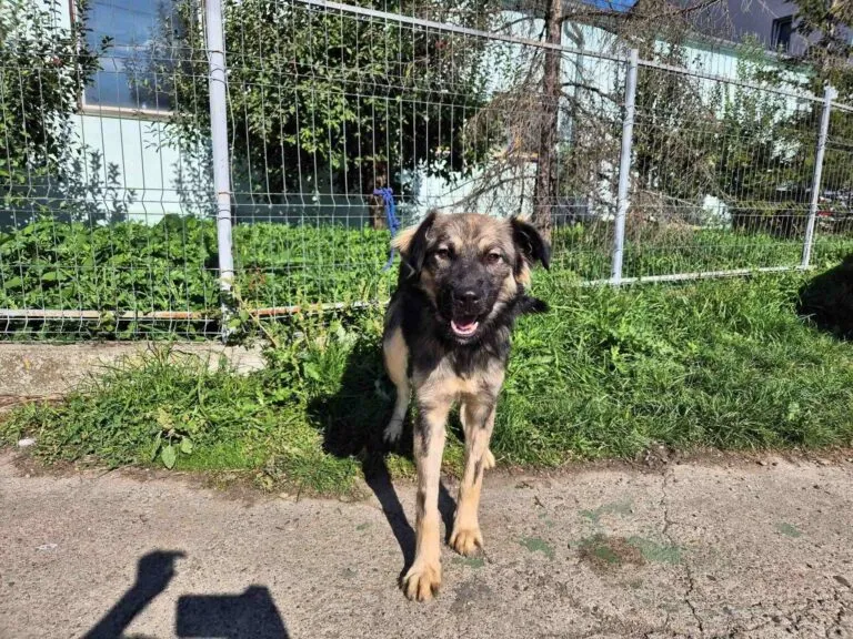 Ein Hund mit einer verkürzten Rute