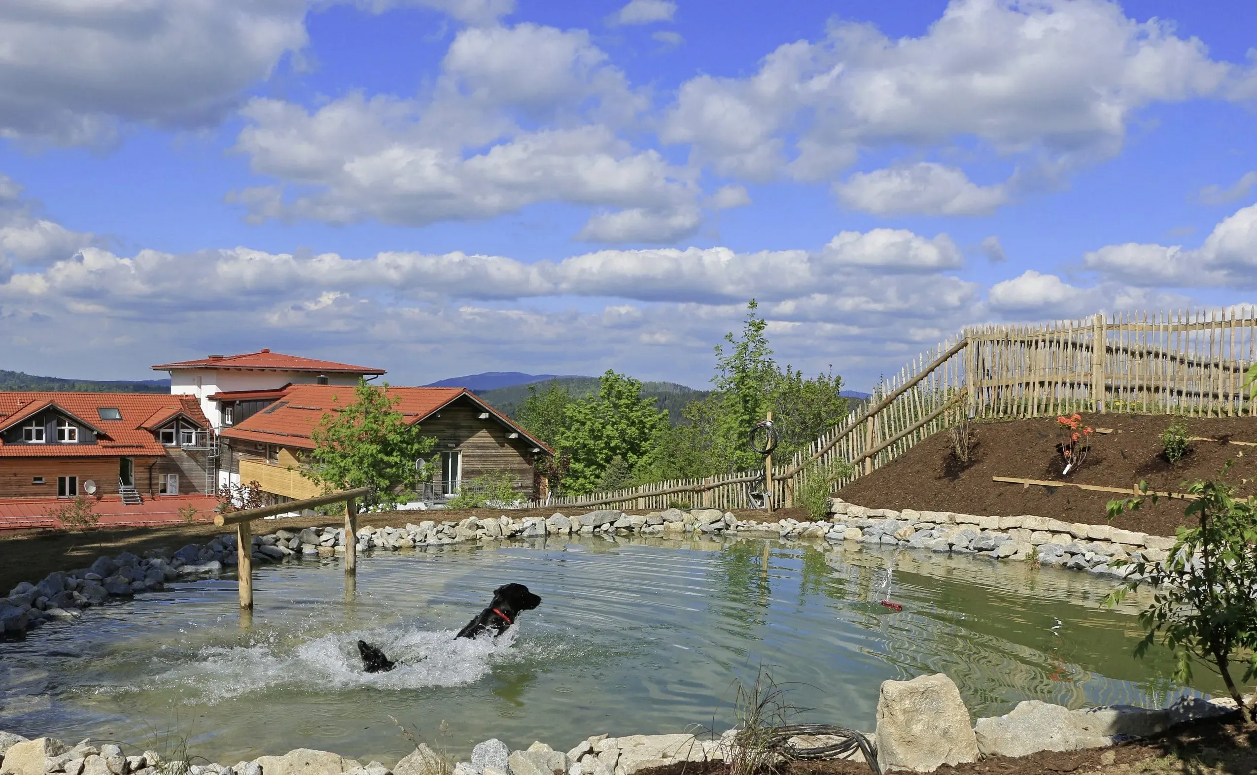Ein Hund planscht vergnügt im Hundebadeteich des Hunderesort Waldeck, einem Paradies für Vierbeiner im Bayerischen Wald.