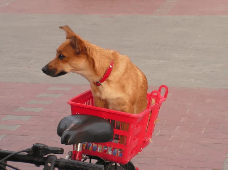 Ein Hund rennt durch eine Wiese