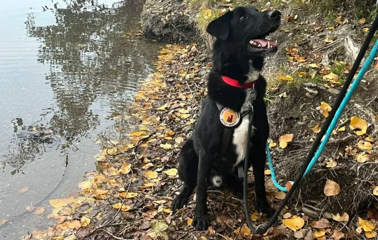 Ein Hund schaut aus einem Fenster