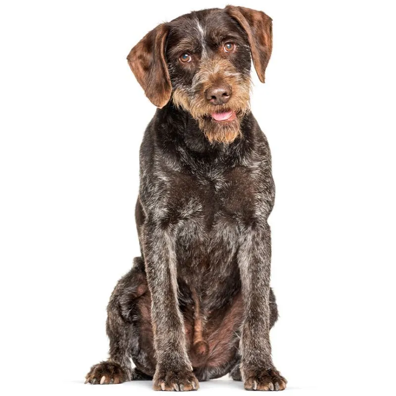 Ein Hund sitzt aufmerksam auf weißem Hintergrund und zeigt Zuneigung und Neugier.