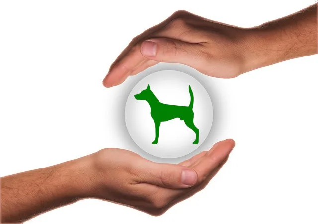 Ein Hund sitzt vor einem Formular, das symbolisch für eine Hundeversicherung steht