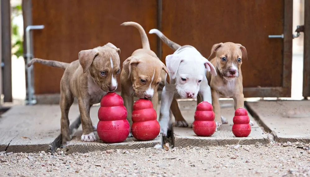 Ein Hund spielt mit einem gefüllten KONG Spielzeug