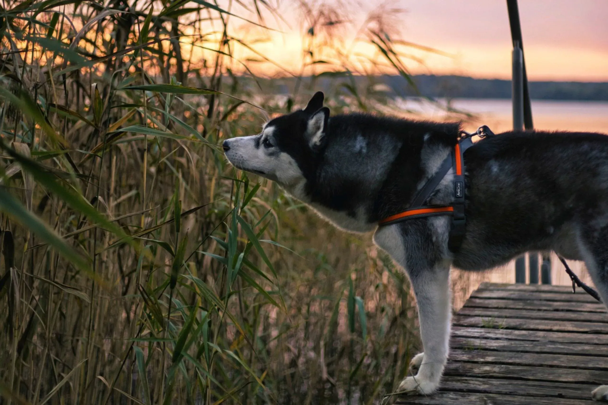 Ein Hund steht auf einem Steg am See in der Abenddämmerung, die friedliche Atmosphäre des Seehotel Heidehof in Klein Nemerow einfangend.