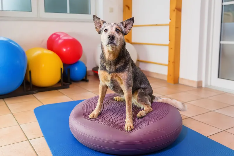 Ein Hund steht konzentriert auf einem Balancekissen, um seine Koordination zu trainieren