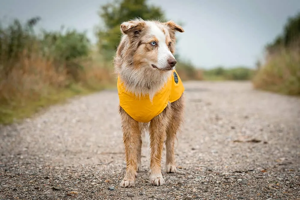 Ein Hund trägt einen gelben Hunter Hunde-Regenmantel Milford, der an einen klassischen Friesennerz erinnert.