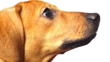 Ein Hundeportrait zeigt einen aufmerksamen Blick. Dieses Bild symbolisiert die Fähigkeit von Hunden, nicht nur Tonlage, sondern auch den Inhalt menschlicher Worte als Haustiere zu verstehen.