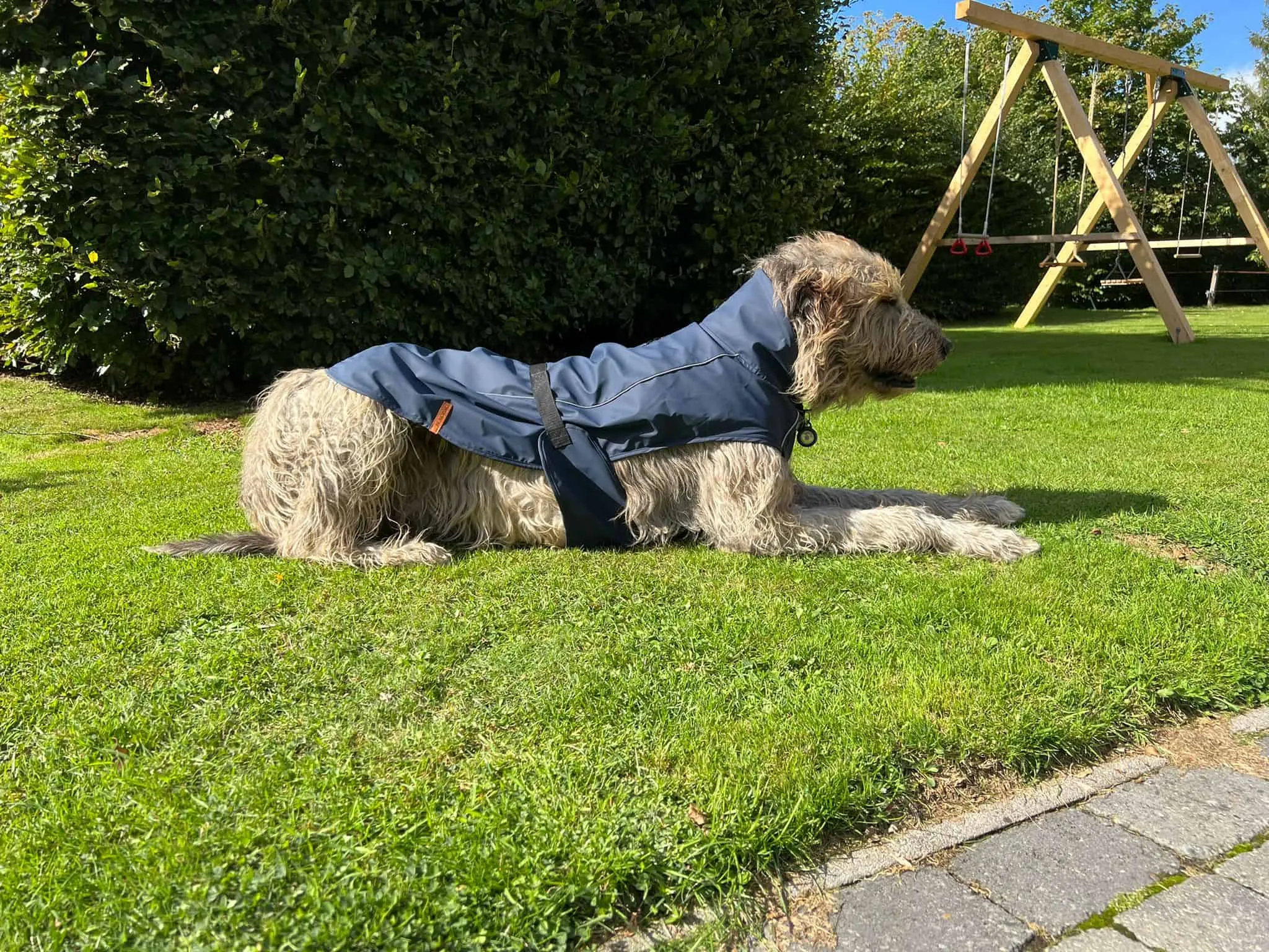 Ein Irischer Wolfshund trägt einen Trixie HUSUM Regenmantel, der für seine Größe etwas zu kurz ist und den Rücken nicht vollständig bedeckt.