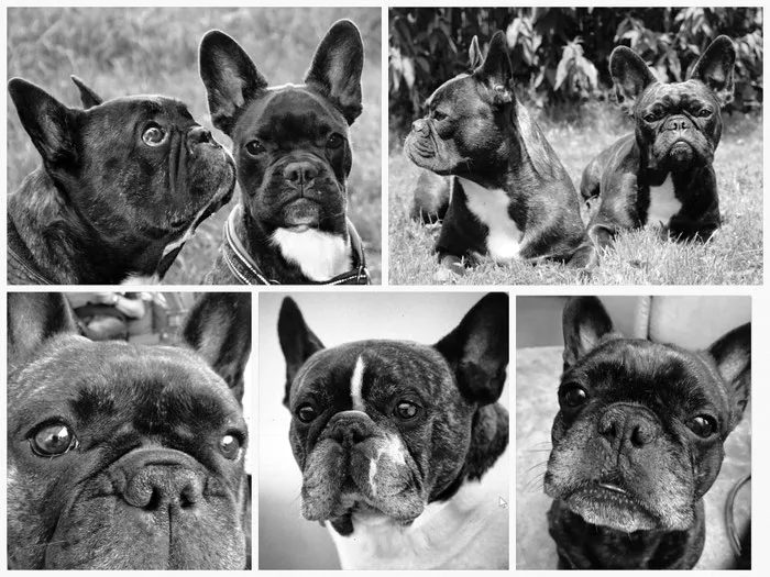 Ein junger, agiler Französischer Bulldoggenwelpe, der die Leichtigkeit und Bewegungsfreude eines gesund gezüchteten Hundes demonstriert.