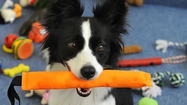 Ein junger Border Collie hält ein Spielzeug im Maul, symbolisierend seine schnelle Lernfähigkeit in jungen Jahren, die ihn als Haustier auszeichnet.